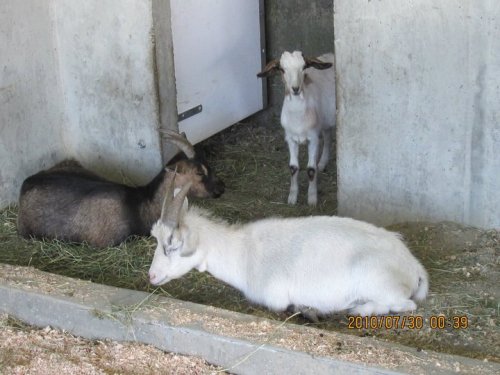 cute goats